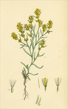 Gnaphalium uliginosum; Marsh Cudweed