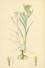 Gnaphalium luteo-album; Jersey Cudweed