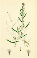 Gnaphalium sylvaticum; Upright Cudweed