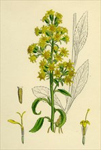 Solidago Virga-aurea, var. genuina; Common Golden-rod, var. a.