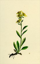 Solidago Virga-aurea, var. Cambrica; Common Golden-rod, var. y.