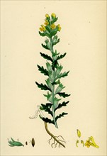 Bartsia viscosa; Yellow Bartsia