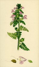 Pedicularis palustris; Upright Lousewort