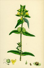 Rhinanthus minor; Common Yellow-Rattle