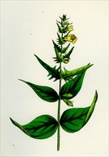 Melampyrum pratense, var. latifolium; Common Cow-wheat, var. a.
