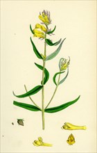Melampyrum pratense, var. vulgare; Common Cow-wheat, var. B.