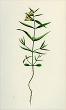 Melampyrum pratense, var. montanum; Common Cow-wheat, var. y.