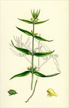 Melampyrum sylvaticum; Wood Cow-wheat