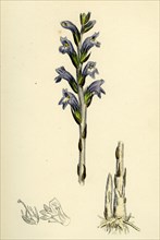 Orobanche caerulea; Purple Broom-rape