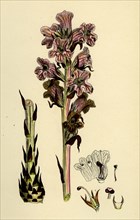 Orobanche Caryophyllacea; Clove-scented Broomrape