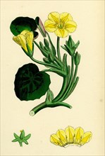 Limnanthemum nymphaeoides; Round-leaved Buckbean