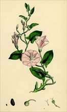 Convolvulus arvensis; Small Bindweed