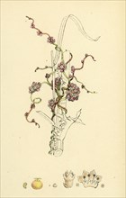 Cuscuta Europaea; Greater Dodder