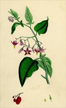 Solanum Dulcamara; Woody Nightshade