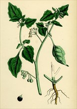 Solanum nigrum, var. a; Black Nightshade