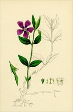 Vinca minor; Lesser Periwinkle