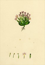 Erythraea Centaurium; Common Centaury