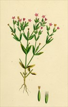 Erythraea pulchella; Slender Centaury
