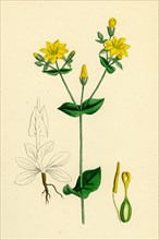 Chlora perfoliata; Yellow Centaury