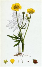 Ranunculus eu-acris; Upright Meadow Crowfoot