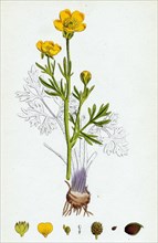 Ranunculus bulbosus; Bulbous Crowfoot