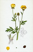 Ranunculus hirsutus; Hairy Crowfoot