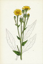 Hieracium boreale; Broad-leaved Hawkweed