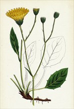 Hieracium Anglicum, var. genuinum; English Hawkweed, var. a.