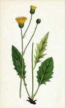 Hieracium nitidum; Scaly-stalked Hawkweed