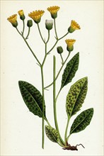 Hieracium maculatum; Spotted Hawkweed