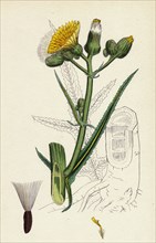 Sonchus palustris; Marsh Sow-thistle