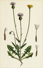 Crepis foetida; Stinking Hawk's-beard