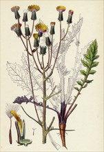 Crepis taraxacifolia; Small Rough Hawk's-beard