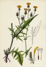 Crepis setosa; Bristly Hawk's-beard