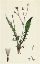 Crepis virens; Smooth Hawk's-beard