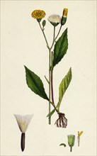 Crepis paludosa; Marsh Hawk's-beard