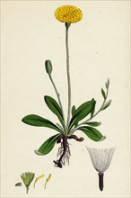 Hieracium Pilosella; Mouse-ear Hawkweed
