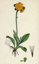 Hieracium aurantiacum; Orange Hawkweed