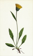Hieracium gracilentum; Slender Hawkweed