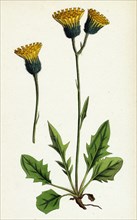 Hieracium chrysanthum, var. genuinum; Golden-flowered Hawkweed, var. a.