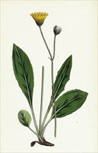 Hieracium senescens; Grey-lingulate-leaved Hawkweed