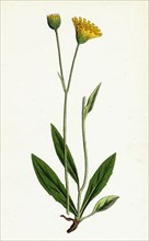 Hieracium lingulatum; Lingulate-leaved Hawkweed