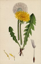 Taraxacum officinale, var. genuinum; Common Dandelion, var. a.