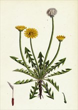 Taraxacum officinale, var. erythrospermum; Common Dandelion, var. B.
