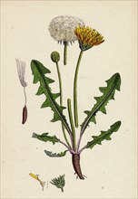 Taraxacum officinale, var. palustre; Common Dandelion, var. d.