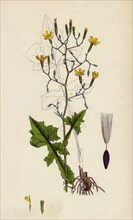 Lactuca muralis; Ivy-leaved Lettuce