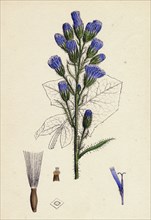 Mulgedium alpinum; Blue Sow-thistle