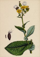 Sonchus asper; Rough Sow-thistle, form with undivided leaves