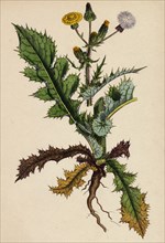 Sonchus asper; Rough Sow-thistle, form with pinnatifid leaves