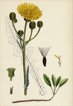 Sonchus arvensis; Corn Sow-thistle